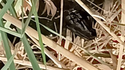 حقيقة ظهور تمساح على جسر ترعة بالشرقية