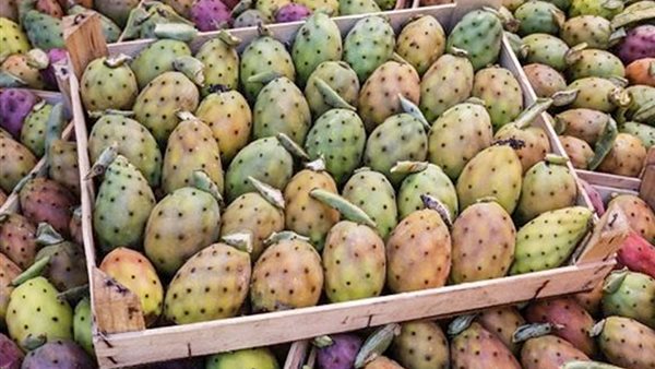 التين الشوكي 