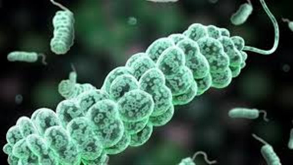 البكتيريا الإشريكية