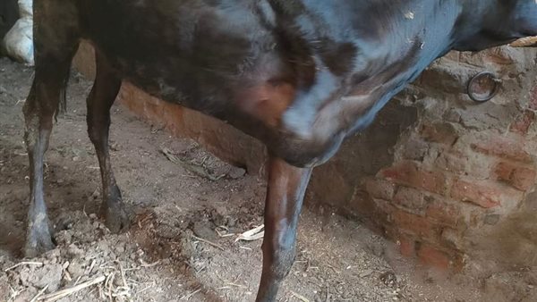 بقرة تعيش بـ3 أرجل