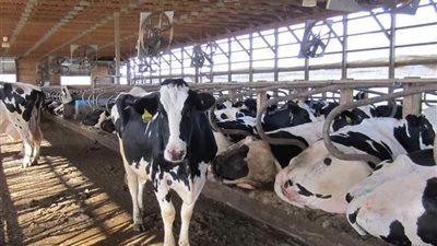 هل تنتقل إنفلونزا الطيور عبر حليب الأبقار؟.. دراسة حديثة تجيب وعلماء يبحثون حلول 