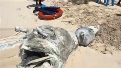 يشبه الماشية.. تشكيل لجنة من علوم البحار لفحص حقيقة العثور على حيوان نافق بالساحل الشمالي