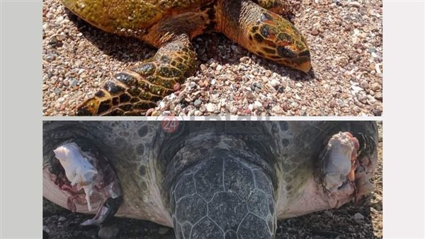 السلاحف البحرية بالغردقة