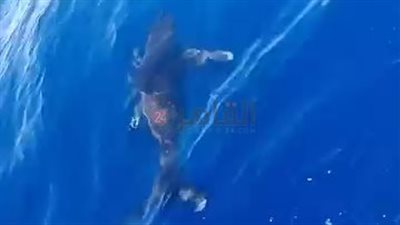 ظهور القرش المحيطي أبيض الطرف بالغردقة.. طوله 2 متر وسلوكه يشبه الكلاب| صور وفيديو