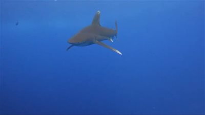 طوله يتجاوز 2 متر.. ظهور القرش المحيطي أبيض الطرف بالغردقة| بث مباشر