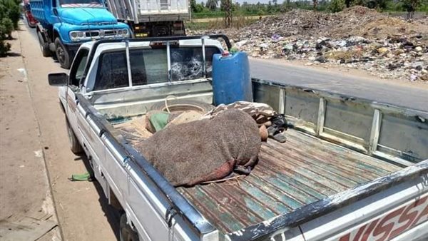 جثة ملقاة على السيارة
