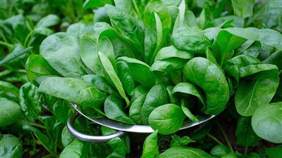 سحب عاجل للسبانخ من السوق بمدن أمريكية لوجود بكتيريا تسبب نوبات صرع وإجهاض