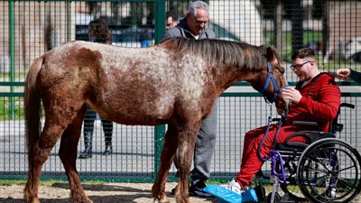 روما تستخدم الخيول لمساعدة مرضى الأعصاب لاستعادة الحركة