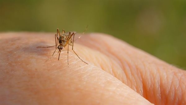 فيروس حمى غرب النيل