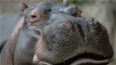 بيطير في الهواء.. دراسة تكشف خصائص جديدة لـ فرس النهر