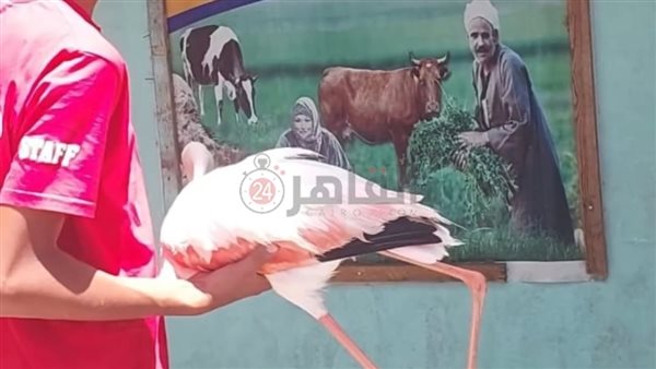 العثور على طائر فلامنجو