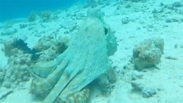 ظهور الاخطبوط بالغردقة