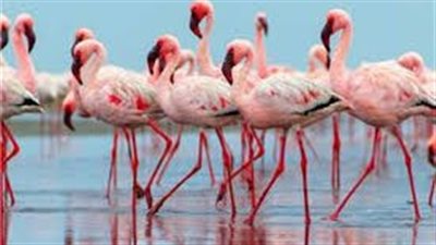 عمره 30 عامًا.. إنقاذ طائر فلامنجو بعد العثور عليه في حالة إعياء شديدة بالغردقة | بث مباشر