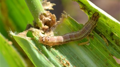 أهلكت المحاصيل.. أول رد من الزراعة على انتشار دودة الحشد في مصر