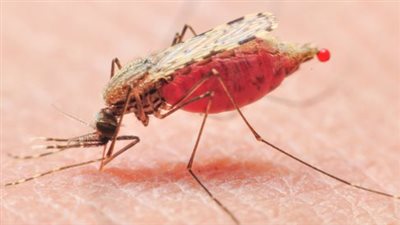 المملكة المتحدة تسجل ارتفاعا قياسيا في إصابات فيروس شيكونغونيا