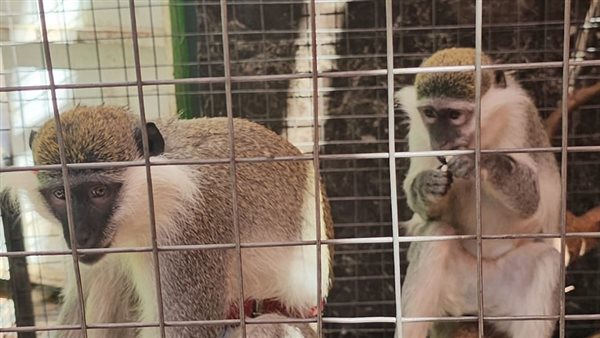 القردان الهاربان