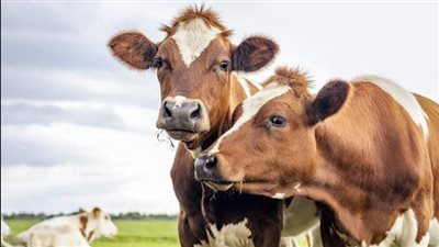 لمكافحة دودة الحلزون.. أمريكا تمنح تراخيص طارئة للأدوية الحيوانية 