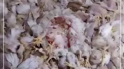 نفوق 15% من الفراخ بسبب انقطاع الكهرباء.. ومطالب باستثناء مزارع الدواجن من خطة تخفيف الأحمال| فيديو