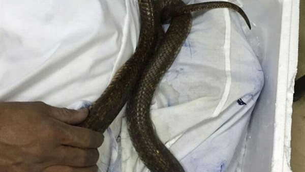 تهريب ثعابين 