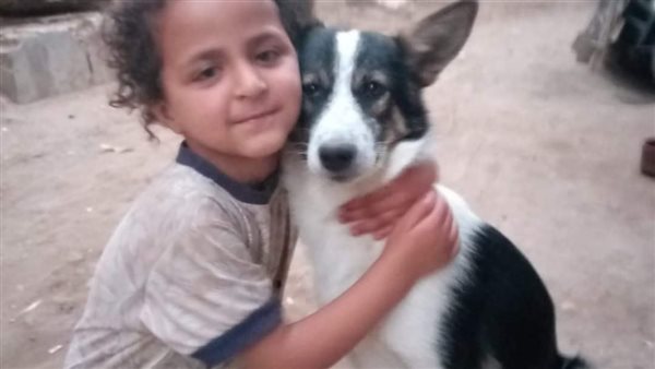 الكلب الضال 