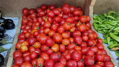 نقيب الفلاحين: أسعار الطماطم تبدأ من 2 جنيه.. والوقت مناسب لتخزينها لشهر رمضان