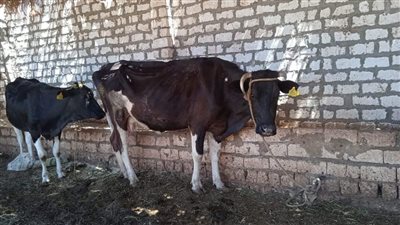 غدًا.. انطلاق الحملة القومية للتحصين ضد الحمى القلاعية بالوادي الجديد