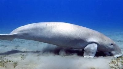 عروس البحر تعاود الظهور على شواطئ مرسى علم | بث مباشر