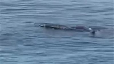 حقيقة ظهور تمساح في نيل الأقصر عقب تداول فيديو على السوشيال ميديا | بث مباشر 