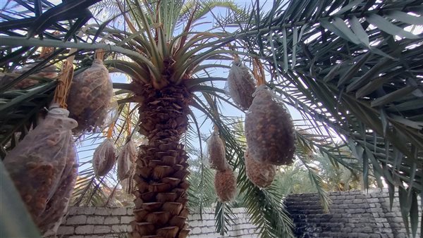 محصول البلح بالوادي