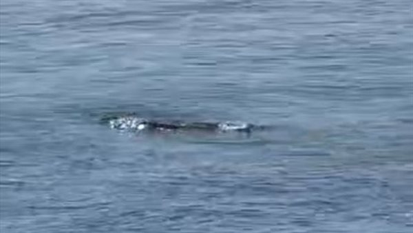 فيديو يزعم ظهور تمساح