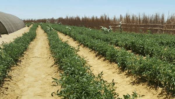 أراضي زراعية