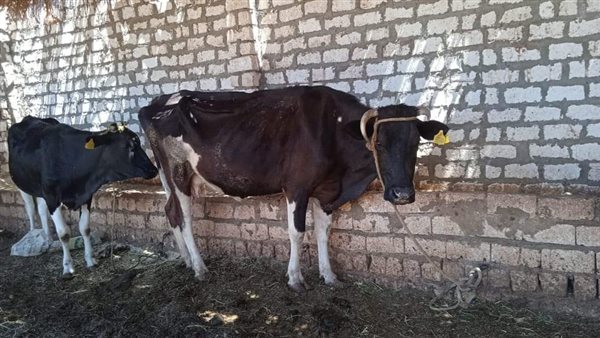 ماشية في الوادى الجديد