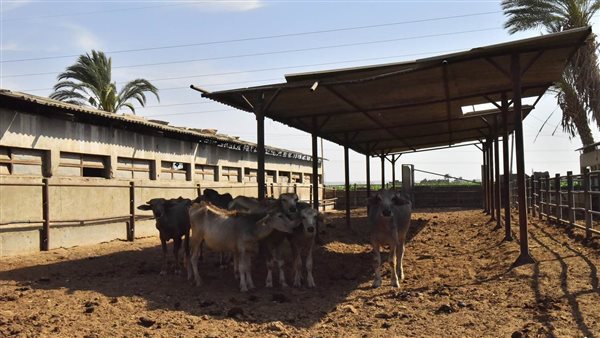 مشروع الثروة الحيوانية