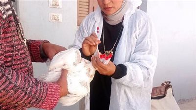 الزراعة الأمريكية: ارتفاع قياسي في انتشار إنفلونزا الطيور بين القطط