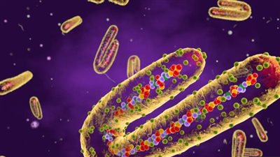 أعراض الإصابة بفيروس ماربورج بعد ظهوره في إثيوبيا