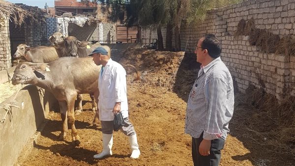 تحصين الماشية 