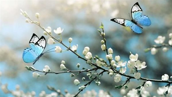 خلفيات كمبيوتر 4k