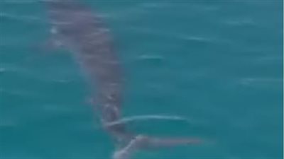 وفاة أجنبي وإصابة آخر.. وزيرة البيئة توجه بتشكيل لجنة لمتابعة حادث هجوم قرش بمرسى علم