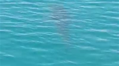 باحث في علوم البحار: ظهور القرش في شواطئ السويس والسخنة من الأخبار السعيدة