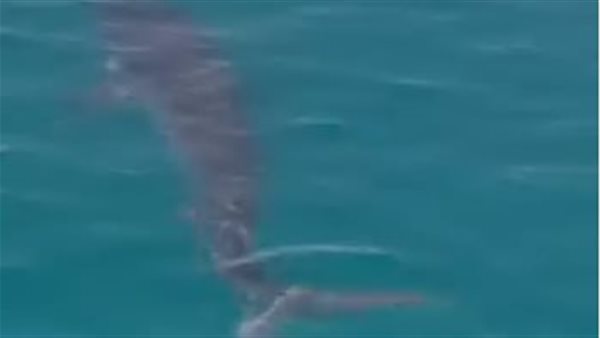 قرش - أرشيفية