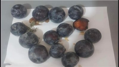 ليبيا ترفض شحنة برقوق مصري لعدم مطابقتها للمواصفات