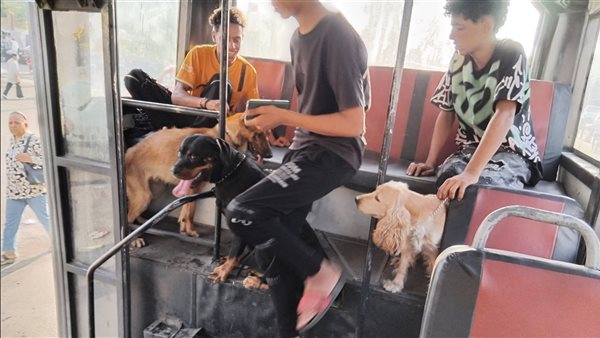  كلاب في أتوبيسات