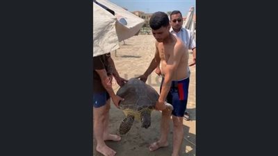 محمية أشتوم الجميل تنقذ السلحفاة نادين وتعيدها لبيئتها البحرية ببورسعيد| فيديو وصور