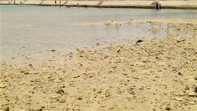 القاهرة 24 يرصد انحسارا كبيرا لمياه البحر الأحمر بـ شواطئ الغردقة| صور وفيديو