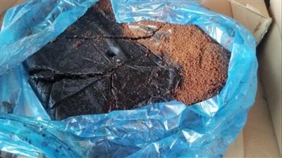 ضبط تمور وعجوة فاسدة في الإسكندرية 