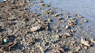 انحسار المياه وظهور الشعب المرجانية على شواطئ الجبيل في طور سيناء | بث مباشر