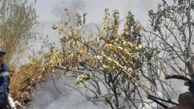 الحماية المدنية تسيطر على حريق جزيرة نيلية خلف فندق موفنبيك بأسوان | بث مباشر