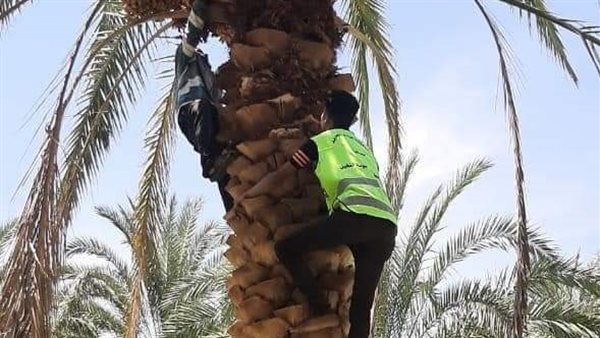 مزارعى النخيل بالوادى