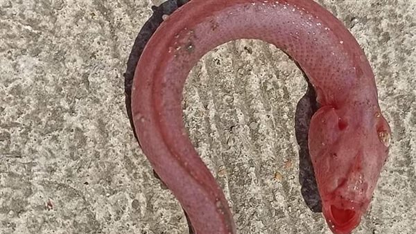 صورة مكذوبة متداولة