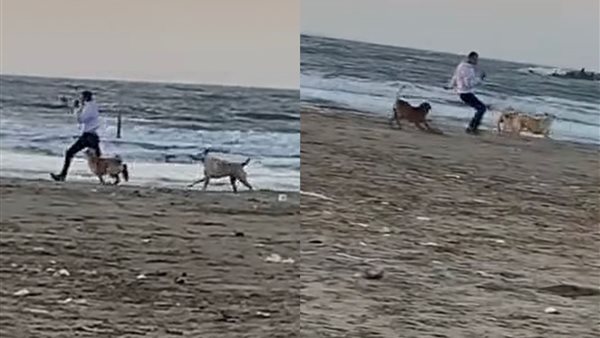 ترهيب المارة بالكلاب